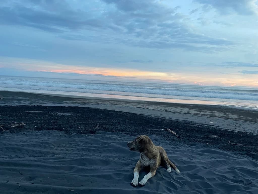 doggo